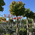 Ambrovník styraxový (Liquidambar styraciflua) ´GUMBALL´- výška 250-300 cm, kont. C55L - TVAROVANÝ TROJKMEŇ